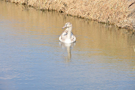 swan swimming on the water in sunny day, closeup of photoの写真素材