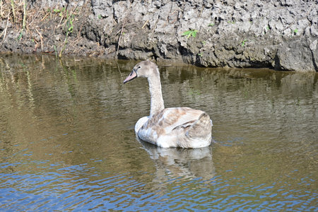 Mute swan swimming in the lake. The mute swan, Cygnus olorの写真素材