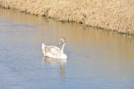 swan on the water in winter, swans on the river, nature seriesの写真素材