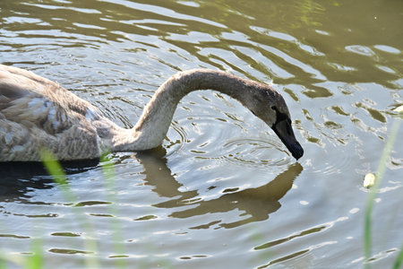 swan swimming on the lake in sunny day, closeup of photoの写真素材