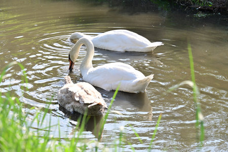Two white swans swimming in a pond on a sunny day.の写真素材