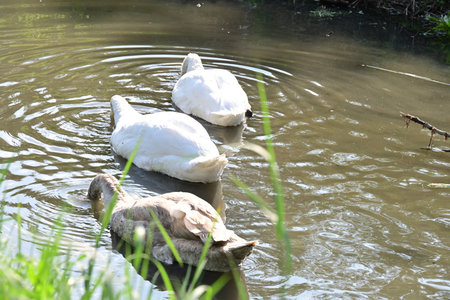 Three white swans swimming in the river, closeup of photoの写真素材