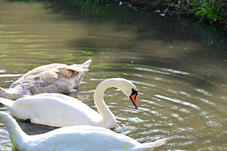 swan swimming in the lake, swans swimming in the lakeの写真素材