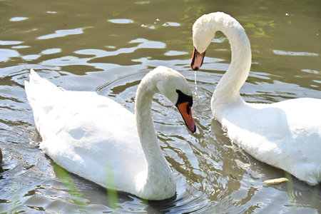 White swans swimming in the lake. The mute swan, Cygnus olorの写真素材