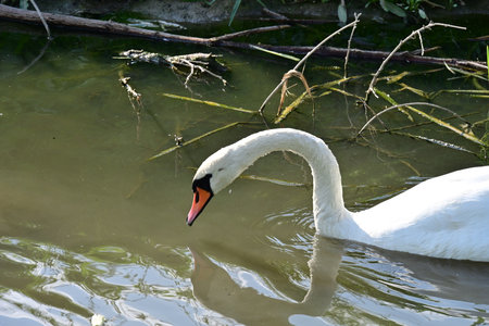 swan on the lake in the nature park, swans on the pondの写真素材