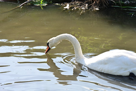 White swan swimming on the lake in a sunny day in summerの写真素材