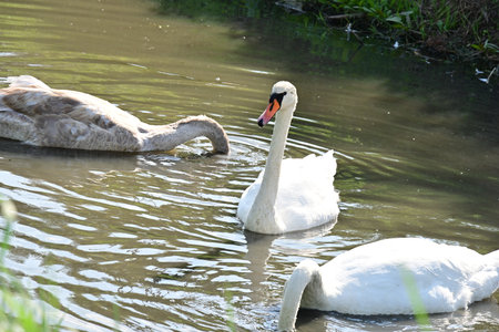 swan on the lake in sunny day, swans on pond, nature seriesの写真素材