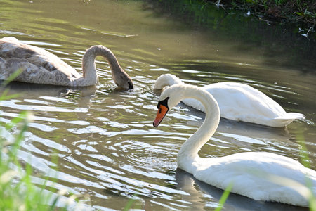 swans on the water in the park, beautiful photo digital pictureの写真素材