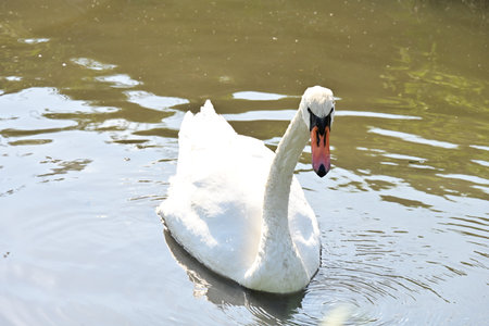 White swan swimming in the lake, close-up of photoの写真素材