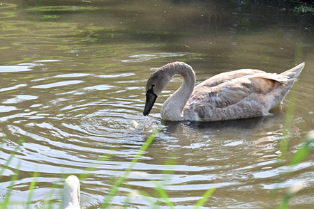 Swan swimming in the pond. The mute swan, Cygnus olorの写真素材
