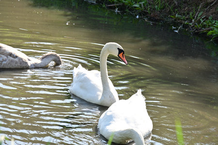 White swans swimming in the pond. White swans swimming in the lake.の写真素材