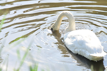 White swan swimming in the lake, closeup of photo.の写真素材