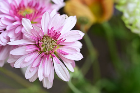 pink chrysanthemum flower on the nature background.の写真素材