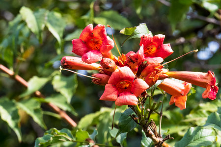 Orange trumpet vine flower in garden, Thailand. ( HDR image )の写真素材