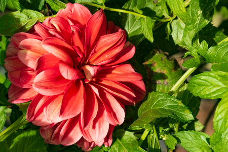 Close up of red dahlia flower with green leaves background.の写真素材