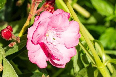 Pink oleander flower blooming in the garden, stock photoの写真素材