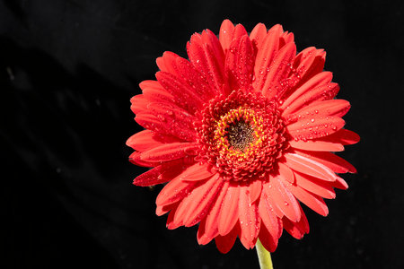 Red gerbera flower isolated on black background with water dropletsの写真素材
