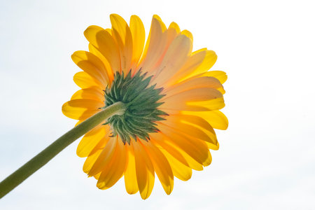 Yellow gerbera flower isolated on white background. Close up.の写真素材
