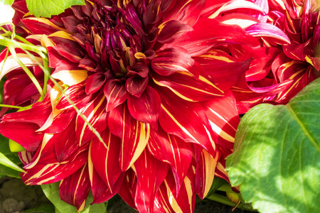 Colorful dahlia flowers close-up. Floral backgroundの写真素材