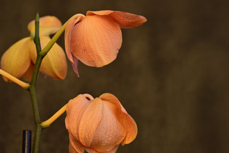 Orange orchid on a brown background. Close-up. Copy space.の写真素材