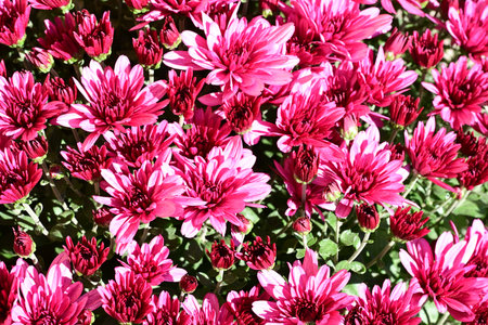 Pink chrysanthemum flowers as a background, top viewの写真素材