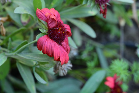 Beautiful red flower in the garden. Shallow depth of field.の写真素材