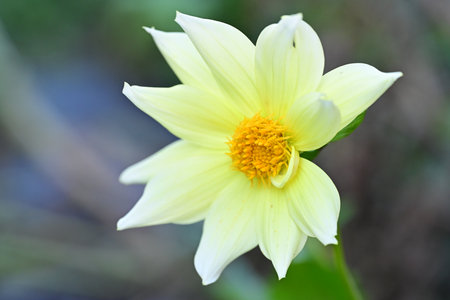 Yellow dahlia flower in the garden. Closeup image.の写真素材