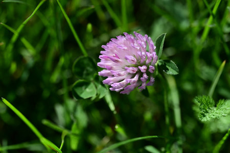 Pink clover flower on a green meadow in the summer.の写真素材