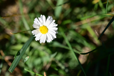 white daisy flower on green grass background, shallow depth of fieldの写真素材