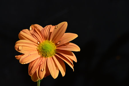 Orange chrysanthemum on a black background with water dropsの写真素材