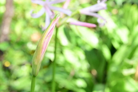 Close up of pink lily flower in the garden, nature backgroundの写真素材
