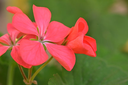 Geranium Pelargonium, also known as the red geranium.の写真素材