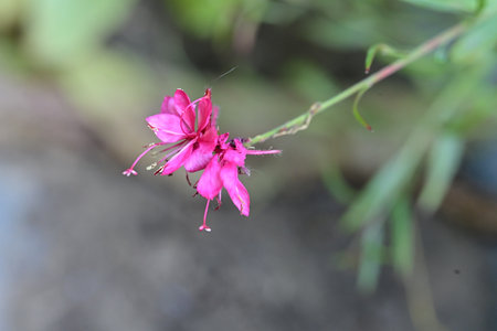 Pink fuchsia flower in the garden on blurred background, stock photoの写真素材
