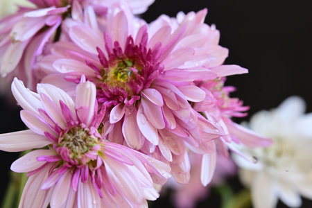 pink chrysanthemum flowers with water drops on petalsの写真素材