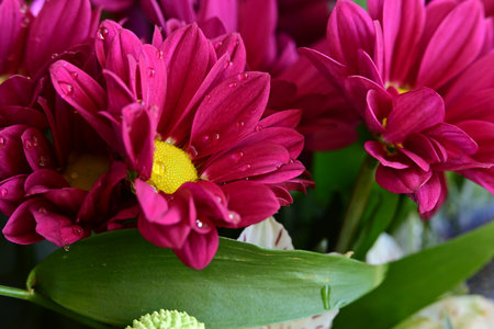 Bouquet of pink chrysanthemums with water dropsの写真素材