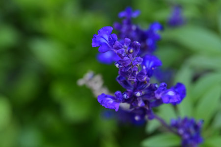 Purple salvia flowers in the garden, shallow depth of fieldの写真素材