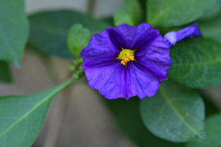 Purple flower of Solanum tuberosum, Solanum indicumの写真素材