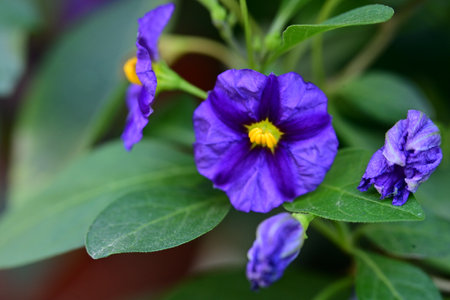 Purple flower with green leaves in the garden. Selective focus.の写真素材