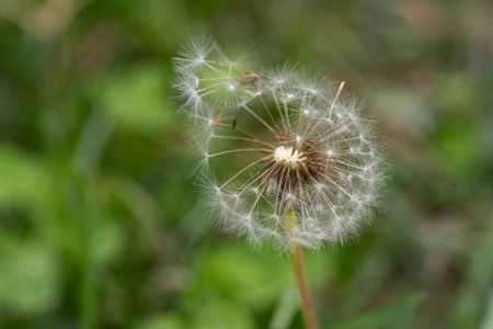 Dandelion seeds close-up on a background of green grassの写真素材