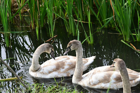 swans on the lake in the summer, closeup of photoの写真素材