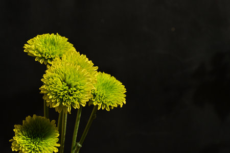 Yellow chrysanthemums on a black background with copy spaceの写真素材