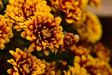 Yellow chrysanthemum flowers close-up, selective focusの写真素材