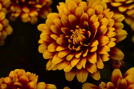 Chrysanthemum flowers close-up, macro photography.