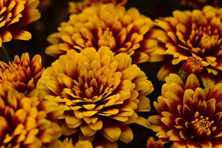 Beautiful chrysanthemum flowers in the garden. Selective focus.の写真素材