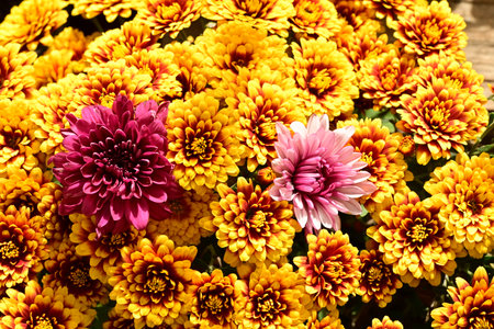 Colorful Chrysanthemum flowers in the garden. Selective focus.の写真素材