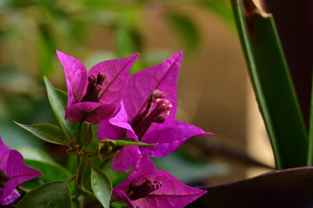 Bougainvillea glabra or paper flower in garden