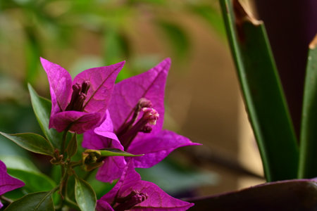 Bougainvillea flowers blooming in the garden, selective focus