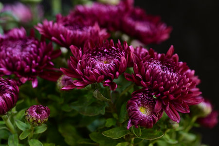 purple chrysanthemums on a dark background close upの写真素材
