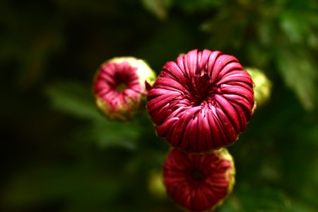Red chrysanthemum flowers on a green background close upの写真素材