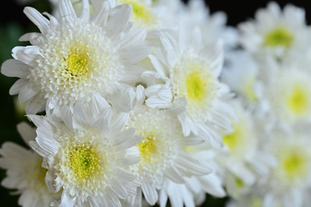 White chrysanthemum flowers on a black background close up